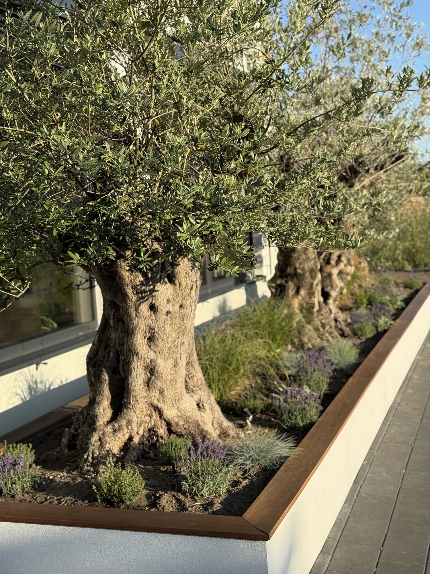 Olivenbaum mit Lavendel vor der Fassade